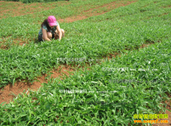 ����Ϣ��90���ѧ���������ֲ����Ķ������3000Ԫ