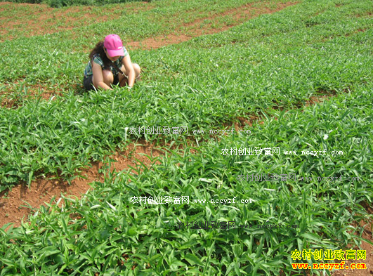 ����Ϣ��90���ѧ���������ֲ����Ķ������3000Ԫ