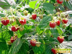 �ӱ�Ǩ������ֲ����ݮ�ɸ��кӴ�ũ���¸�����Ŀ