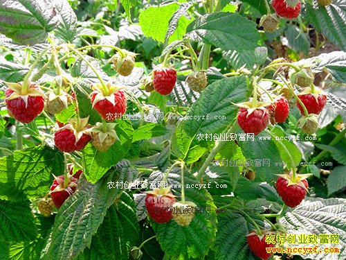 �ӱ�Ǩ������ֲ����ݮ�ɸ��кӴ�ũ���¸�����Ŀ