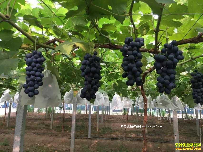 �������ض���������ֲ���ĺڡ��޺����Ѵ�������Ч���