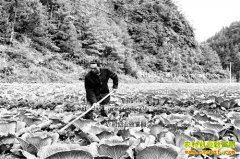 ����ᶼ��Ӧ����ֲ��ɽ������ÿ���ۼ�1.5Ԫ