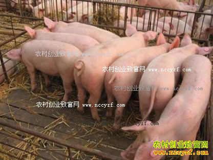 2016��11���Ĵ������۸����飺���۽�����խ������