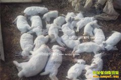 ���������������ķ��η���