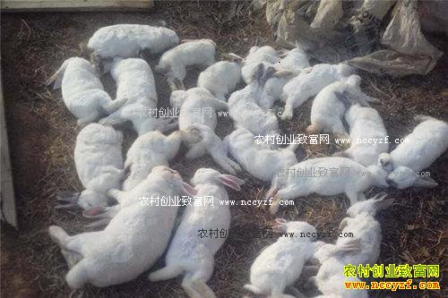 ���������������ķ��η���