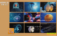 [ũ�����]������ֳ������Ƶ