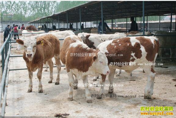 2017����ţ׬Ǯ�� ��ţ��ֳ�ɱ����������