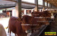 ��20ͷţһ����׬����Ǯ��