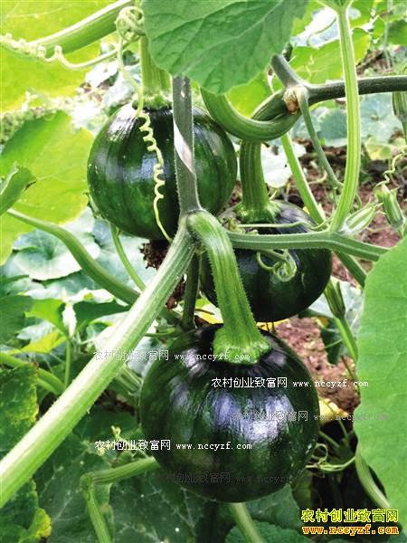 ��ֲ���Ϲ�׬Ǯ �����������Ϲ�����������