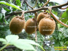 ����ǿ�Ұ��⨺�����������