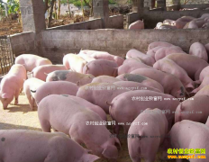 ���������´첿�ֵ���ÿͷ��������68Ԫ