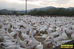 2016��11��29��������Ʒ���۸�����