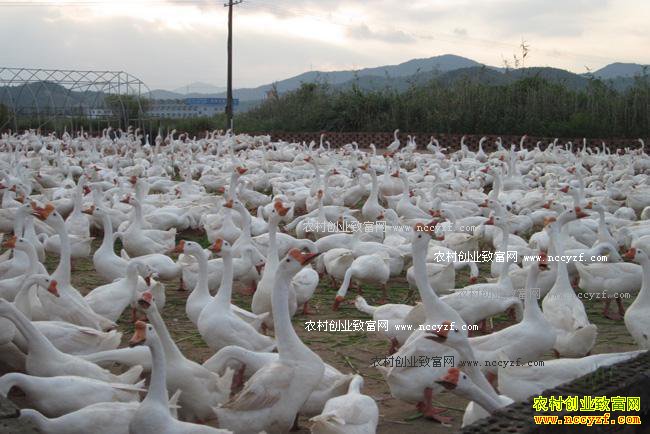 2016��11��16��������Ʒ���۸�����