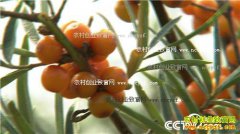 [�¸���]���ɹų��������ֲɳ����������Ƹ�