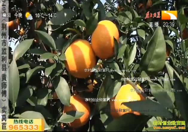 �¸��ð������̽�ʮԪһ�� Ķ׬������