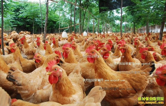 ��ֳ�⼦׬Ǯ���⼦��ҵ�����δ�׬ ���μ���