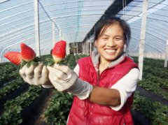 ɽ��ƽ����������ֲ�����ݮ ÿ���ۼ�30Ԫ