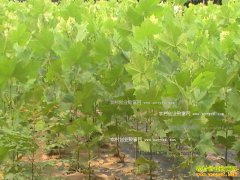 ��ֲ��ͩ׬Ǯ��äĿ������ֲ��ͩ�۸��½�