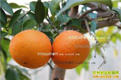 �Ĵ�üɽ���е������ۡ�����38�š����ٶ�׬100��Ԫ