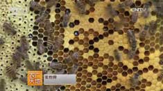 [ũ�����]������ֳ�з䣺��һ������һ�������з�