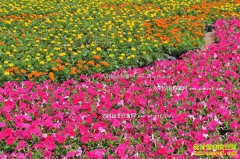 2017�껨ľ��ֲǰ����������ľ��ҵ���� �澳ͻΧ֮��