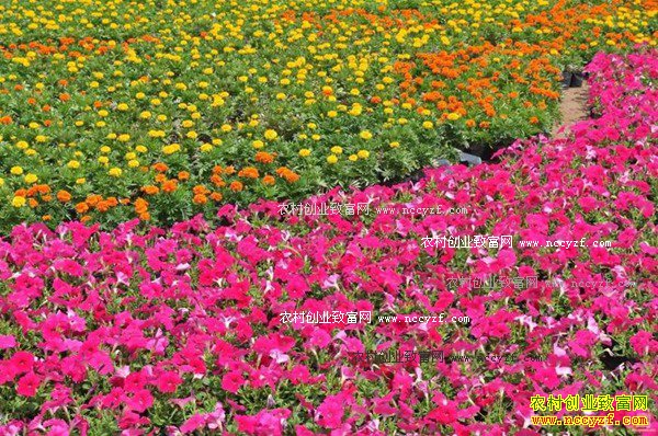 2017年花木种植前景分析:花木产业低迷 逆境突围之道