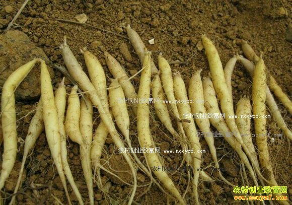 ̫�Ӳζ���Ǯһ�����̫�Ӳμ۸�����