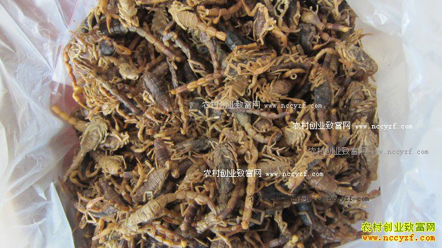 ��ҩ��ȫЫ�۸�����