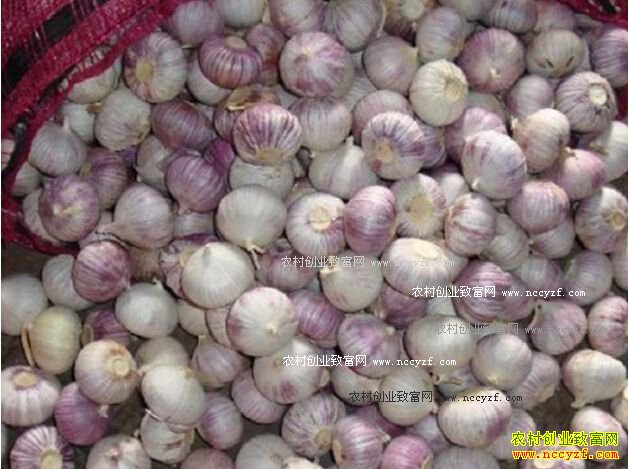 发改委回应“蒜你狠”:大蒜价格上涨过快产量降低是主因