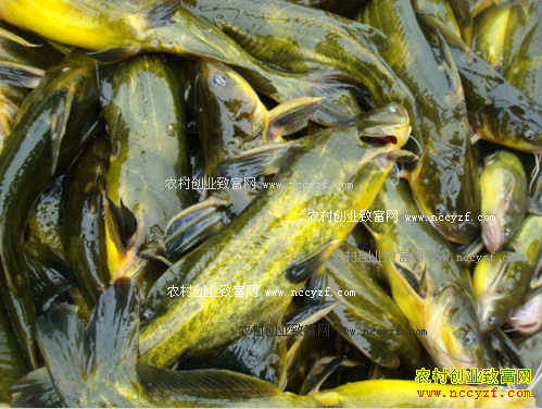 �������������ġ���ˮ���¡��ƽ������ױ���ֳ����