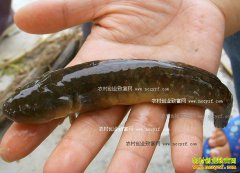 ������ɽ�γ�����ֳ�л���������Ϳ�㣩�����¸�·