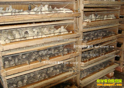 ���ȳ���������Щ���������Σ�