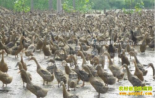 2016��������Ѽ�۸����飺Ѽ������������ ��Ѽһ�ｵ����Ԫ