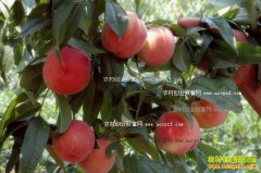 ����ۣ����ΰ��8���Ľѩ������Ѱ����