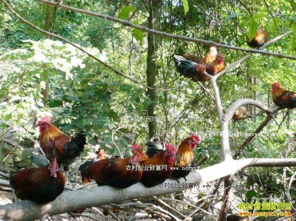 湖北保康千人林下养土鸡增收300多万元