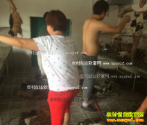 ���⹷�¸��ǲ���ƭ�˵ģ��⹷��ֳƭ�ֵ���