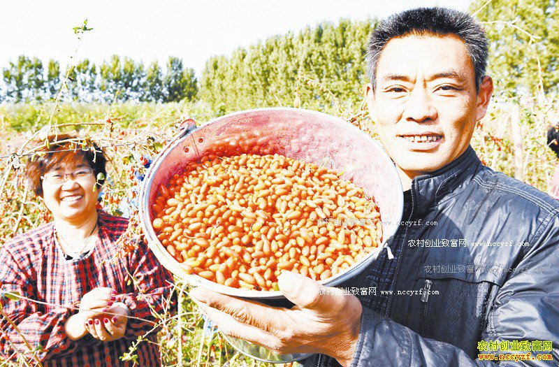 �ӱ���ˮʯ���ܷ򸾼�ͥũ����ֲ����������������Ԫ