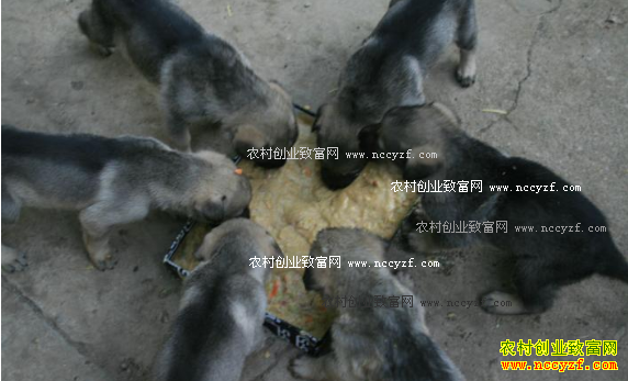 2017����ֳ�⹷׬Ǯ�� �⹷��ֳ����ǰ������