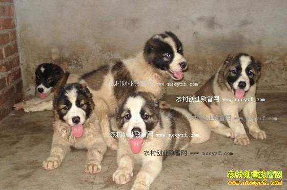 2017����ֳ�⹷׬Ǯ�� �⹷��ֳ����ǰ������