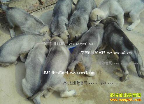 ��ֳ100ֻ�⹷��ҪͶ�ʶ���Ǯ��