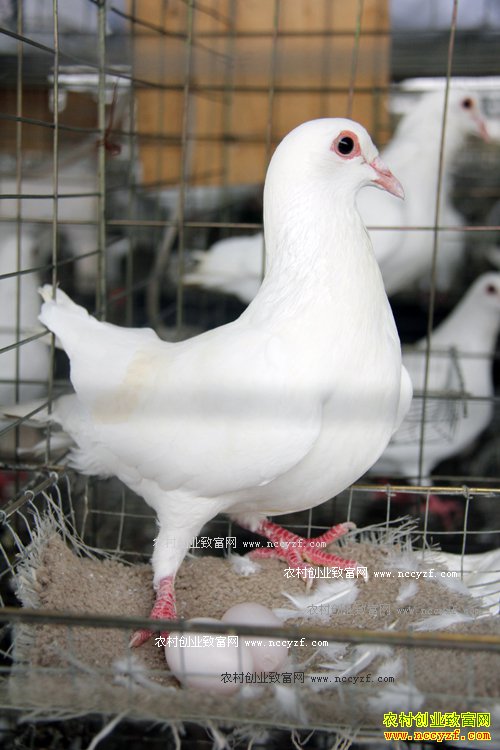 �Ĵ��������Ž�����ֳ���������200��Ԫ