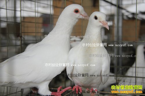 �Ĵ��������Ž�����ֳ���������200��Ԫ