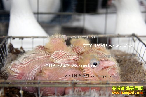 �Ĵ��������Ž�����ֳ���������200��Ԫ