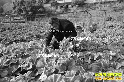 �����ɿڳº����ֲ����������2��Ԫ