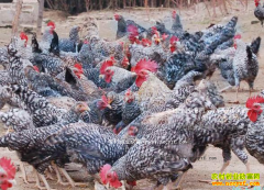 ���ս��׺���ΰɢ��«��������ʮ����