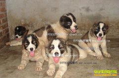 ���⹷��ô������һֻ�⹷��׬����Ǯ��