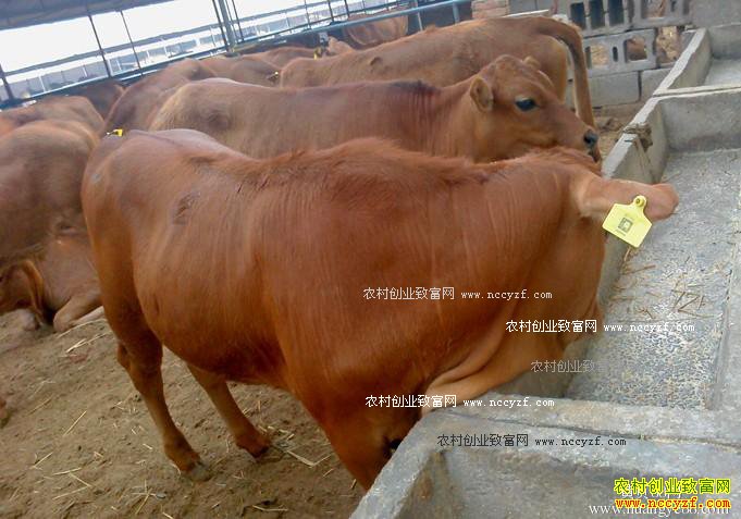 ��ֳ����η���ţ����ֳҵ��ƭ�ӣ�