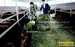 ��������׬ͷ������רҵ�����緢չ������ֳ��ũ�¸�