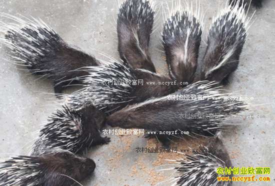 ������Ϫ�����ǰ��ֳ300��ͷ������׬20����Ԫ