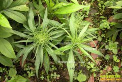 ��ֲ����׬Ǯ�������۸񼰸���������ֲǰ������